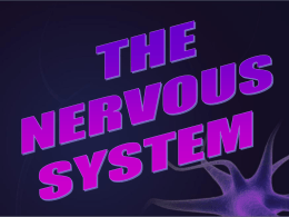 Nervous System PPT