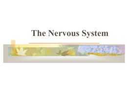 Nervous_system_Tissue_Overview0