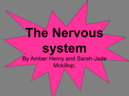 The Nervous system