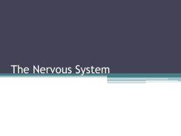 The Nervous System - chemistrywithmrsmorton