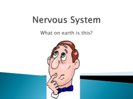 1244509Health Nervous System 2012