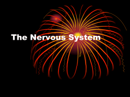 The Nervous System - Immaculateheartacademy.org