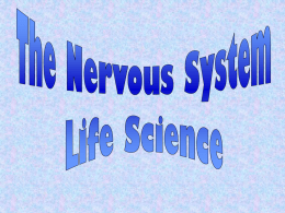 PowerPoint Nervous System