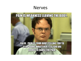 Nerves Powerpoint