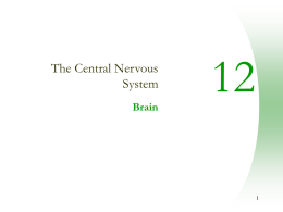 Chapter 12: Central Nervous System