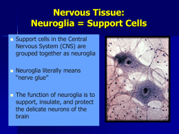 Nervous Tissue: Support Cells