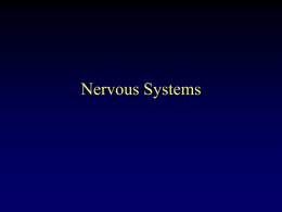 Neuron & the Nervous Systems & Reflex