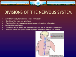 DIVISIONS OF THE NERVOUS SYSTEM