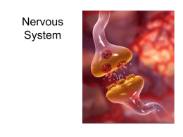 ppt of nervous system slides