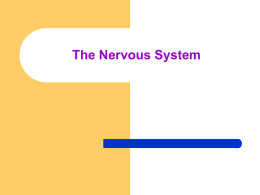 The Nervous System Neurons