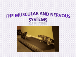 Nervous and Muscular System