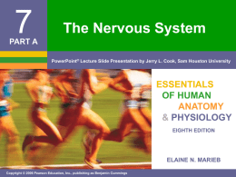 7A Nervous System