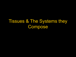 Tissues & The Systems they Compose