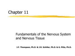Chapter 11 - Nervous Tissue
