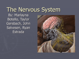 The Nervous System - Kirchner-WHS