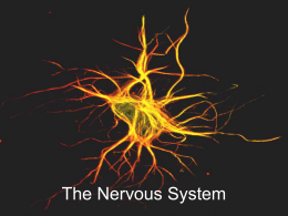 Nervous System & Senses