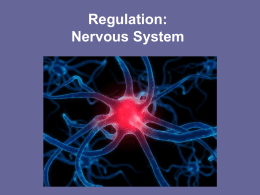 Nervous System - ABC-MissAngelochsBiologyClass