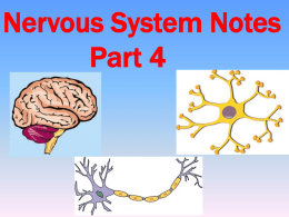 Nervous System Part 4