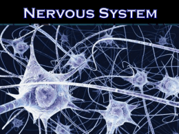 Nervous-System