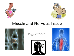 Ch 3 Muscle and Nervous Tissue pgs. 97-100