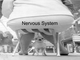 Nervous System (Day 13).