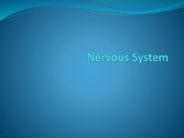Nervous System - mr-youssef-mci