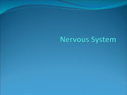 Nervous System - Emery