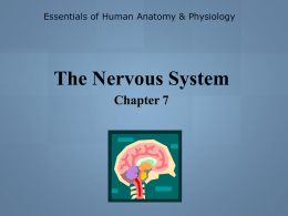 Functional Classification of the Peripheral Nervous