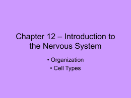 Chapter 12 – Introduction to the Nervous System