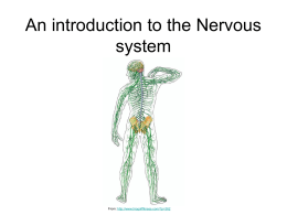 An introduction to the Nervous system