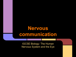 Nervous communication
