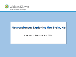 Chapter 02: Neurons and Glia