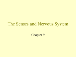 The Senses and Nervous System