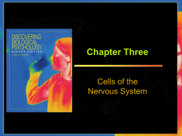 chapter 3 cells of the nervous system