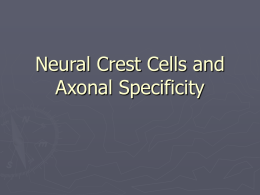 Neural Crest Cells and Axonal Specificity