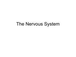 The Nervous System - SandersBiologyStuff