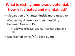 What is resting membrane potential, how is it created and maintained?