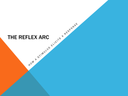 Knee Jerk Reflex - bananateachersworld