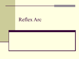 Reflex Arc - wwhsanatomy