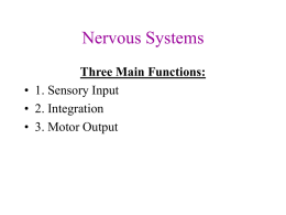 Nervous Systems