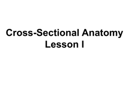 RAD 460 – Cross-Sectional Anatomy Lesson I