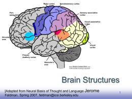 Lecture 1 Brain Structure
