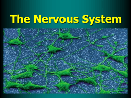 Nervous System Ch 35