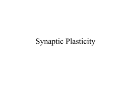 11synaptic plasticity