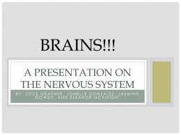BRAINS!!! A Presentation on the Nervous System
