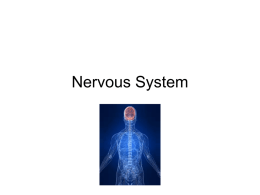 Nervous System - wondersofscience