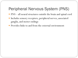 PNS and Reflexes