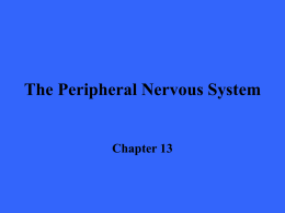 The Central Nervous System