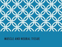 Muscle and Neural Tissue
