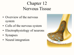 chapt12 neuron_lecture